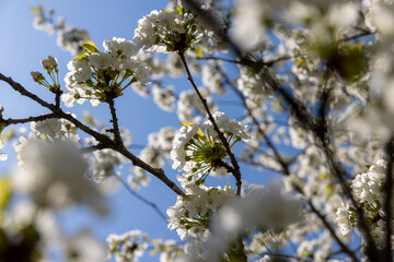 large inflorescences of white cherry blossoms in spring