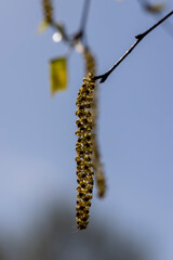 beautiful new birch foliage in sunny weather