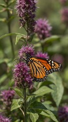 monarch butterfly on purple flower