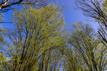 new hornbeam foliage in spring on a sunny day