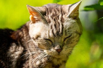 日向ごっこをする老猫