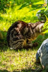 日向ごっこをする老猫