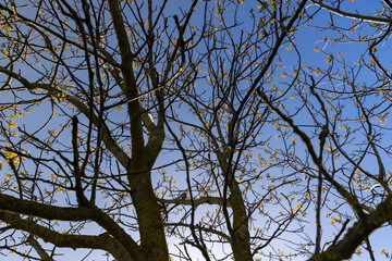 long earrings of walnut flowers during flowering