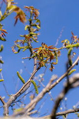 flowering walnut trees in the orchard