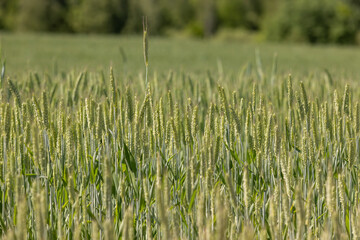 a new wheat crop in a field near the forest