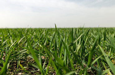 Obraz premium wheat growing field in spring