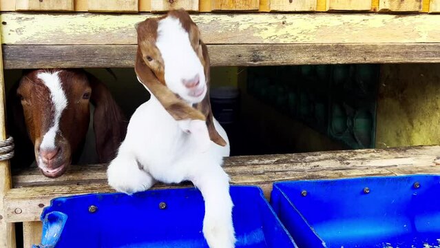 A beautiful little goat with white stripes trimmed with brown looks at the camera happily munching on powdered food in a blue food container in a farm pen. By shooting video at a close distance. 