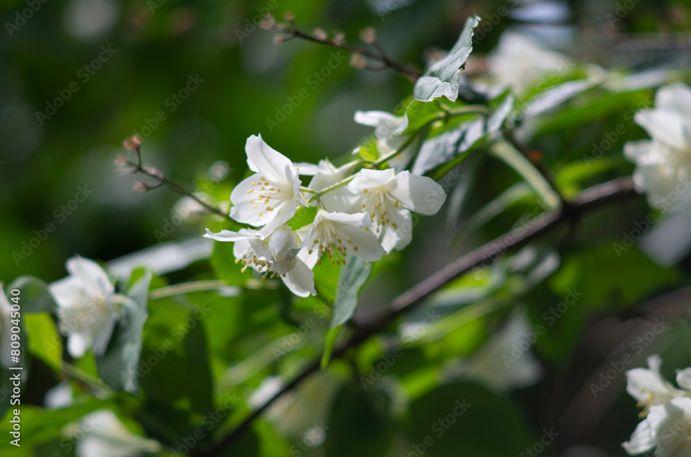 Poster white cherry blossom