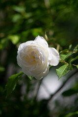 single white rose