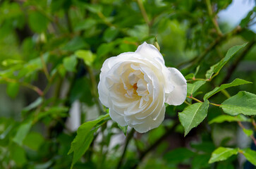 single white rose