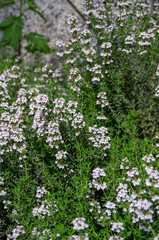 flowers in the garden