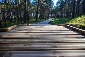 Wooden path in the forest.