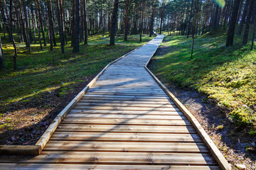 Wooden path in the forest.