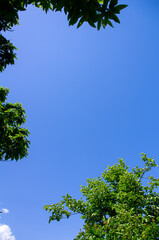 Obraz premium tree and sky