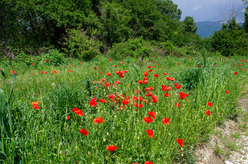 field of poppies
