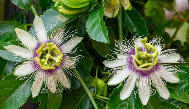 Sweet granadilla or passion flowers (Passiflora incarnata) adorn a granadilla vine, which is native to Brazil.