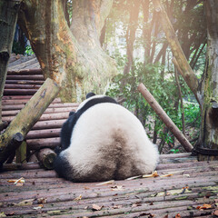 Giant Panda sits in the park at sunset.