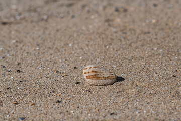 Isolated, textured, lone rock lies on a sandy, pebbly, beach in California.