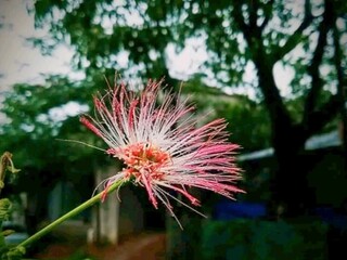  Butieful flower, 