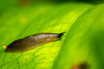banana slug on a green leaf
