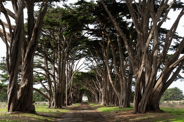  Popular Cypress tree tunnel in the Point Reyes National Seashore.