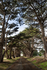  Popular Cypress tree tunnel in the Point Reyes National Seashore.