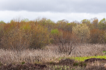 Budding trees create a soft, pastel wash in a forest marsh in the Point Reyes National Seashore.