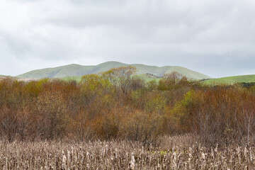 Budding trees create a soft, pastel wash in a forest marsh in the Point Reyes National Seashore.