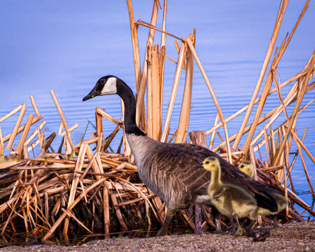 Goose and Gosling next to dry reeds on Shore
