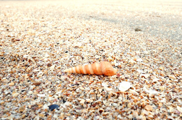 shell on the beach with tiny shells
