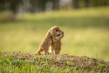 Two black tailed prairie dogs kissing