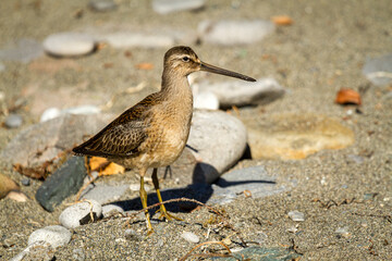 Dowicher standing on a sandy shore