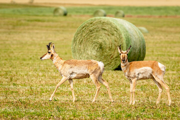 Pronghorns walking through a hay field