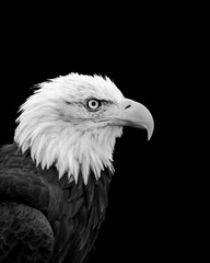 Bald Eagle Profile in Black and White