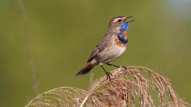 beautiful bird, bluethroat sings a song