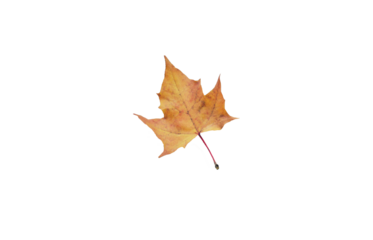 Maple Leaf png, Yellow leaf ioslated on wwhite transparent background.png