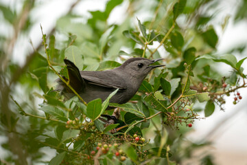 A Gray Catbird bird perched on a tree branch in summer Florida shrubs