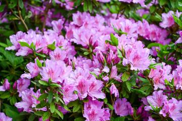 新緑の季節のツツジ