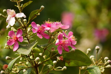 Close-up of blooming Rhodomyrtus tomentosa flower