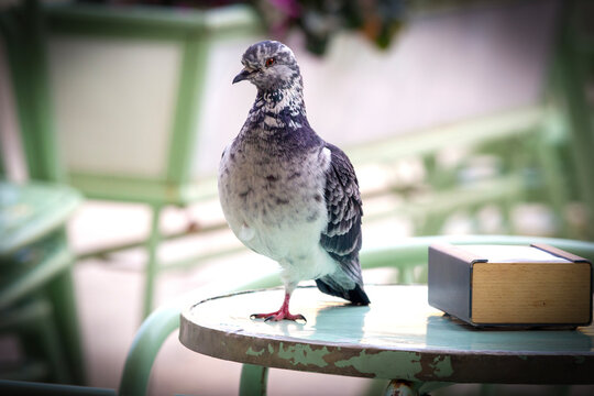 Paloma dom&eacute;stica Columba livia sobre una mesa
