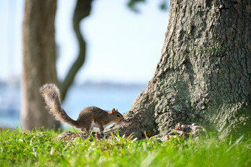 Beautiful wild gray squirrel in summer town park