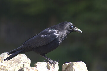 the watchful eye of a wise bird
