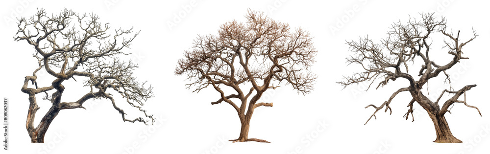 Poster realistic old tree collection with branches isolated on transparent or white background