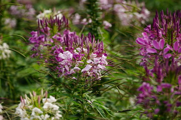 Obraz premium Close-up of Cleome spinosa flower blooming
