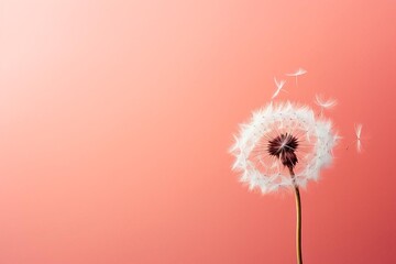 Stark outline of a dandelion head, its seeds ready to disperse, set against a pastel coral background for a warm, minimal aesthetic