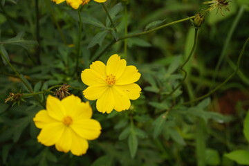Cosmos bipinnatus flowers bloom in the field