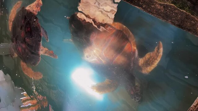 Turtle Rising Farm
