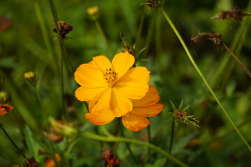 Cosmos bipinnatus flowers bloom in the field