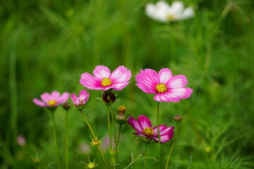 Cosmos bipinnatus flowers bloom in the field
