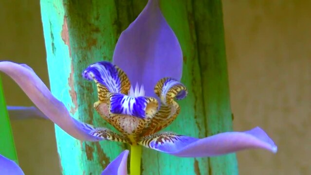 Blue and violet flower opening petals, nature, flora, flowers, nectar, pollen, stigma, style, gynoecium, streak, spots, stripes, leaves